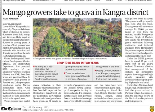 Mango Grovers take to guava in kangra District